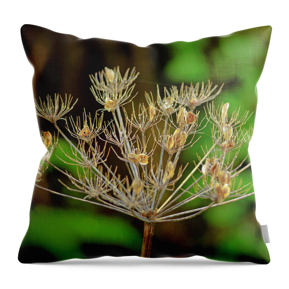 Plant Throw Pillow featuring the photograph Dead Hemlock Flower and Seeds by Tikvah's Hope