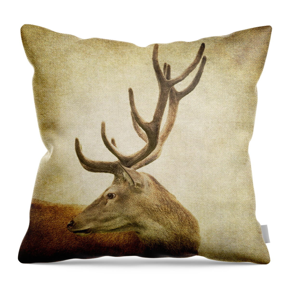 Animal Themes Throw Pillow featuring the photograph Deer Watching by By Eve Livesey