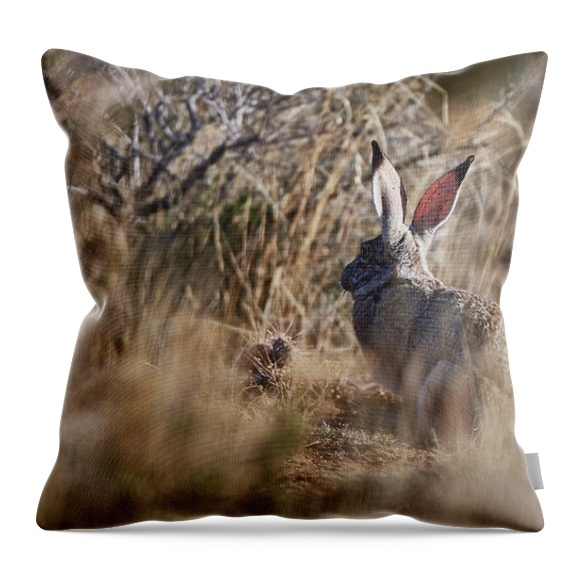 Desert Rabbit Throw Pillow featuring the photograph Desert Hare by Robert WK Clark