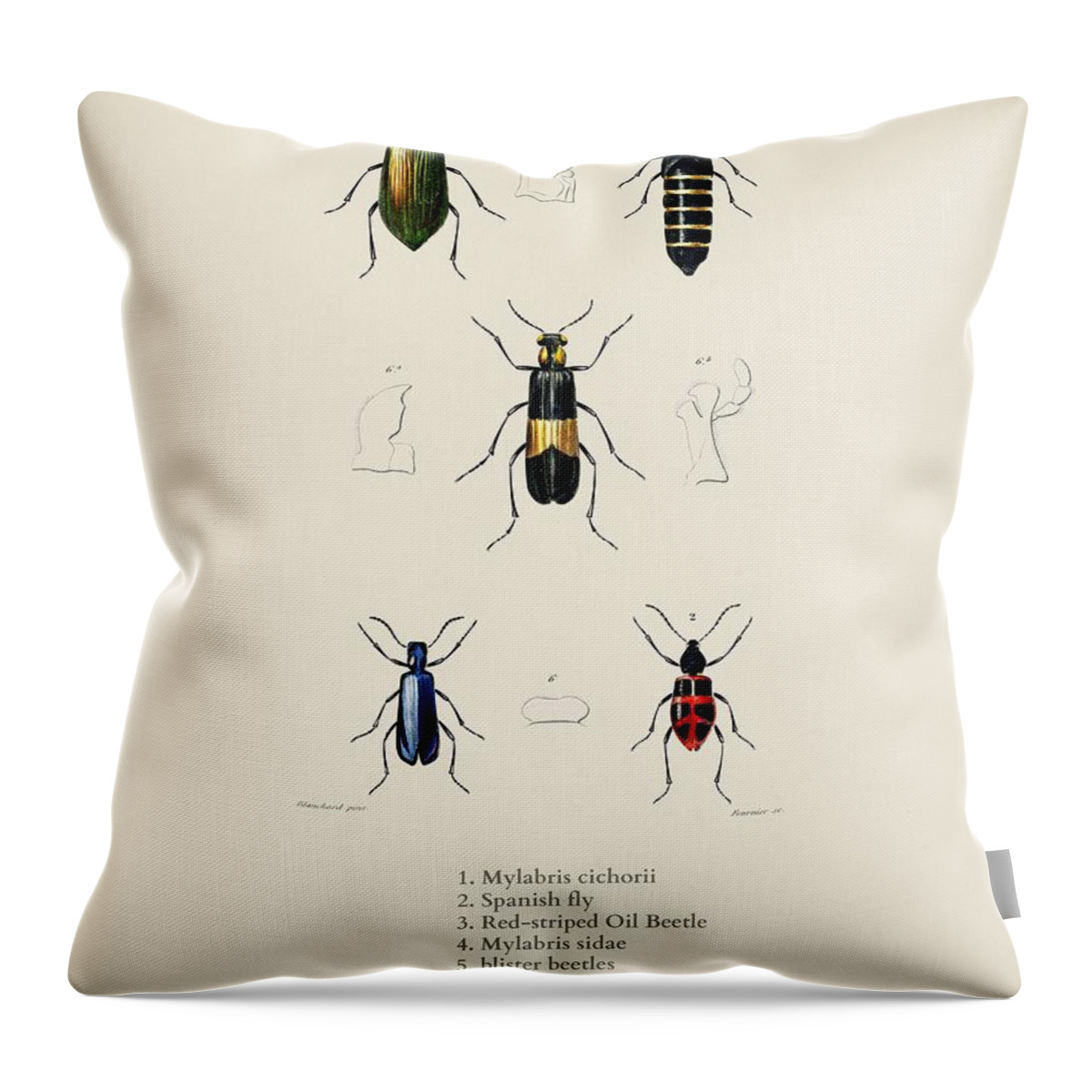 Insect Throw Pillow featuring the painting Different types of beetles illustrated by Charles Dessalines D' Orbigny 1806-1876 18 by Celestial Images