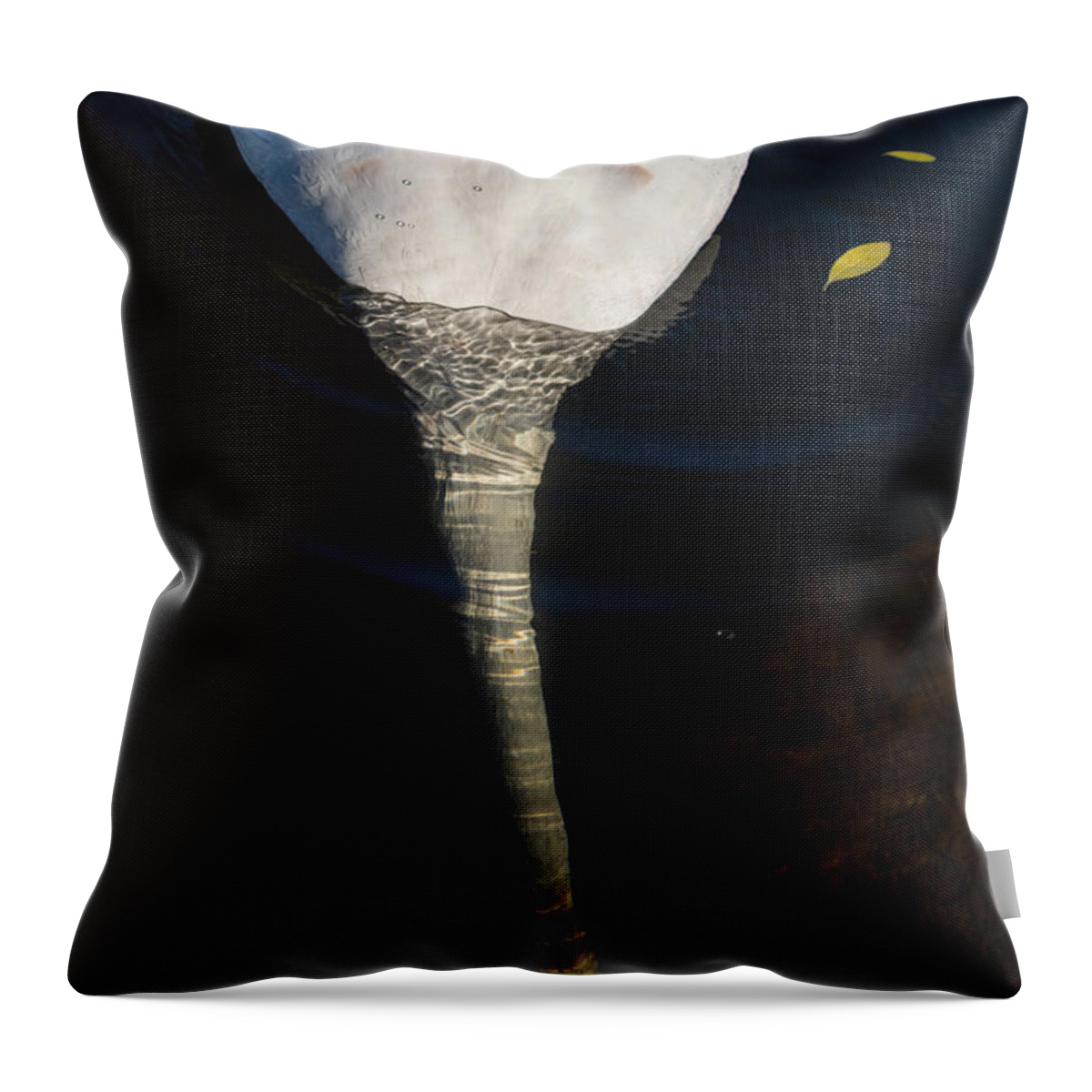 Photography Throw Pillow featuring the photograph Diving for food by Alma Danison