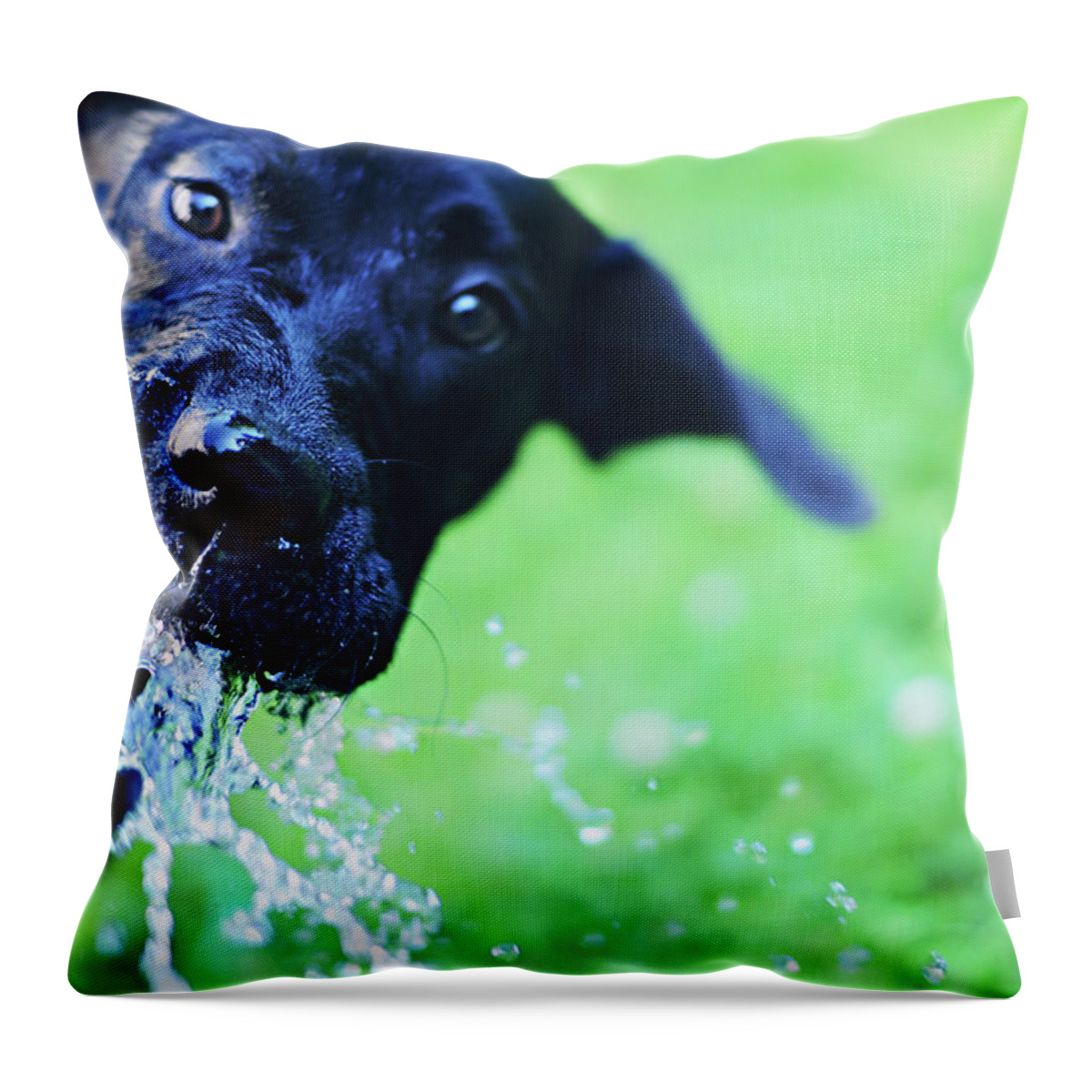 Pets Throw Pillow featuring the photograph Dog Drinking From A Water Hose by Crissy Kight / Www.dearcrissy.com