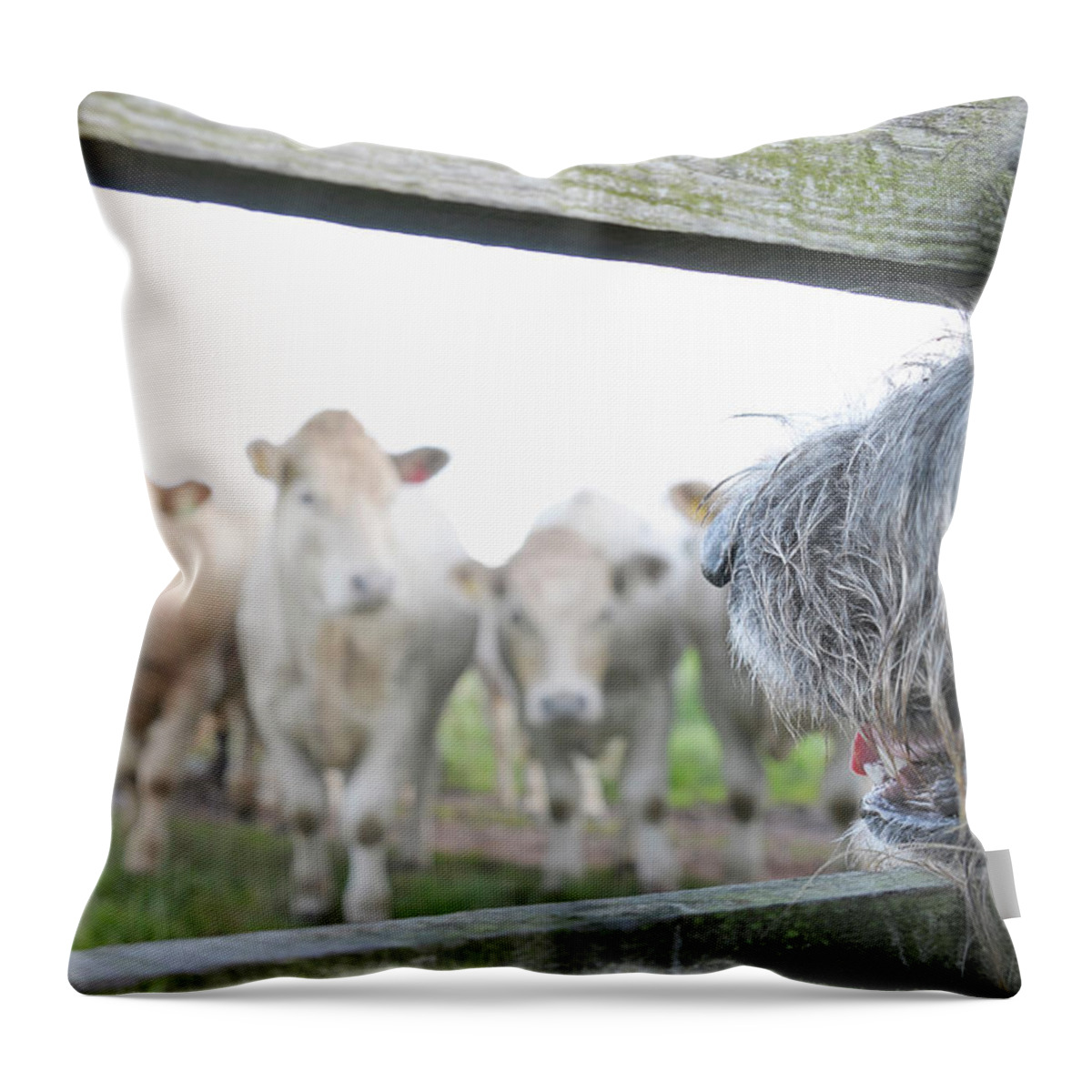 Alertness Throw Pillow featuring the photograph Dog Watching Cows Through Fence by Cecilia Cartner