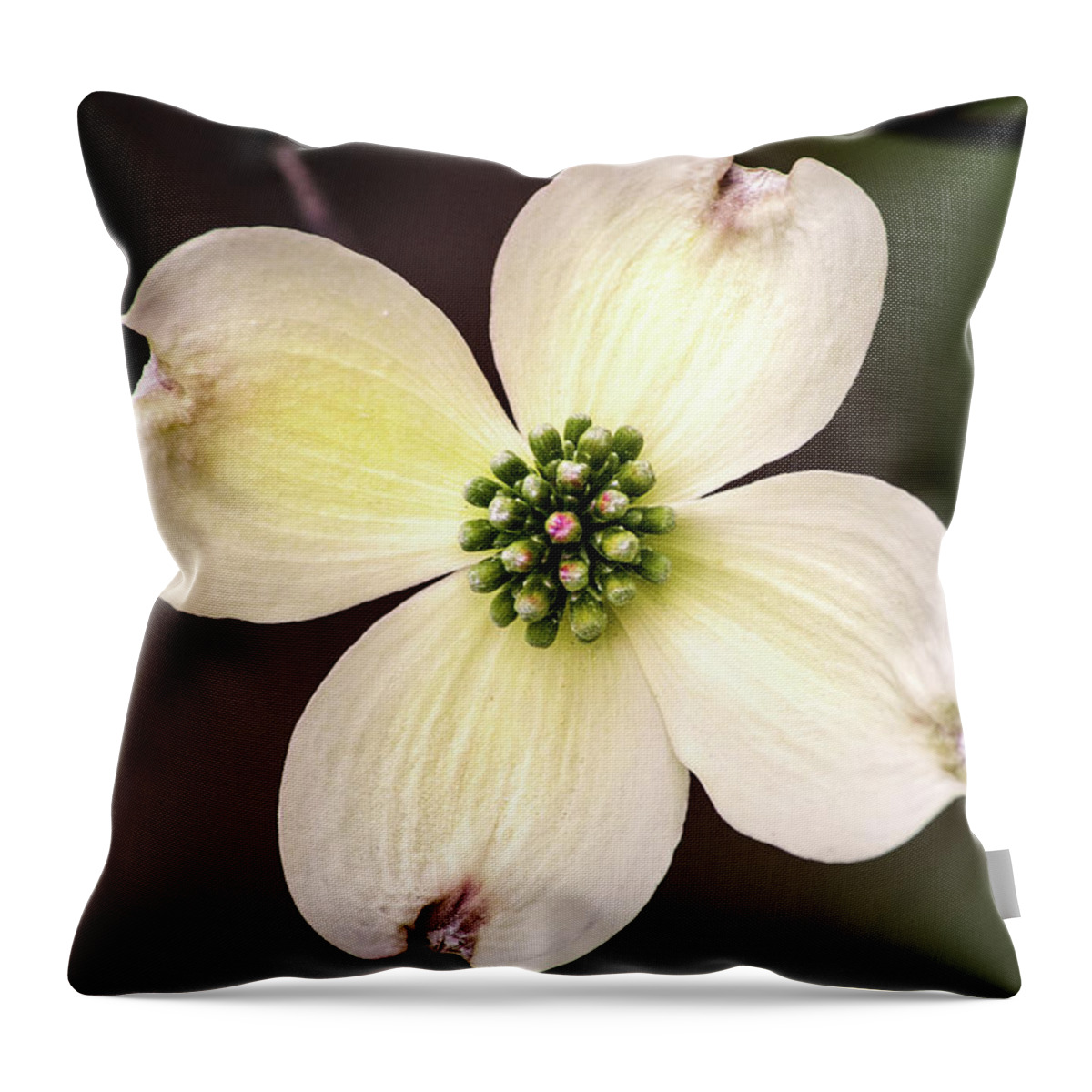 Flower Throw Pillow featuring the photograph Dogwood by Don Johnson