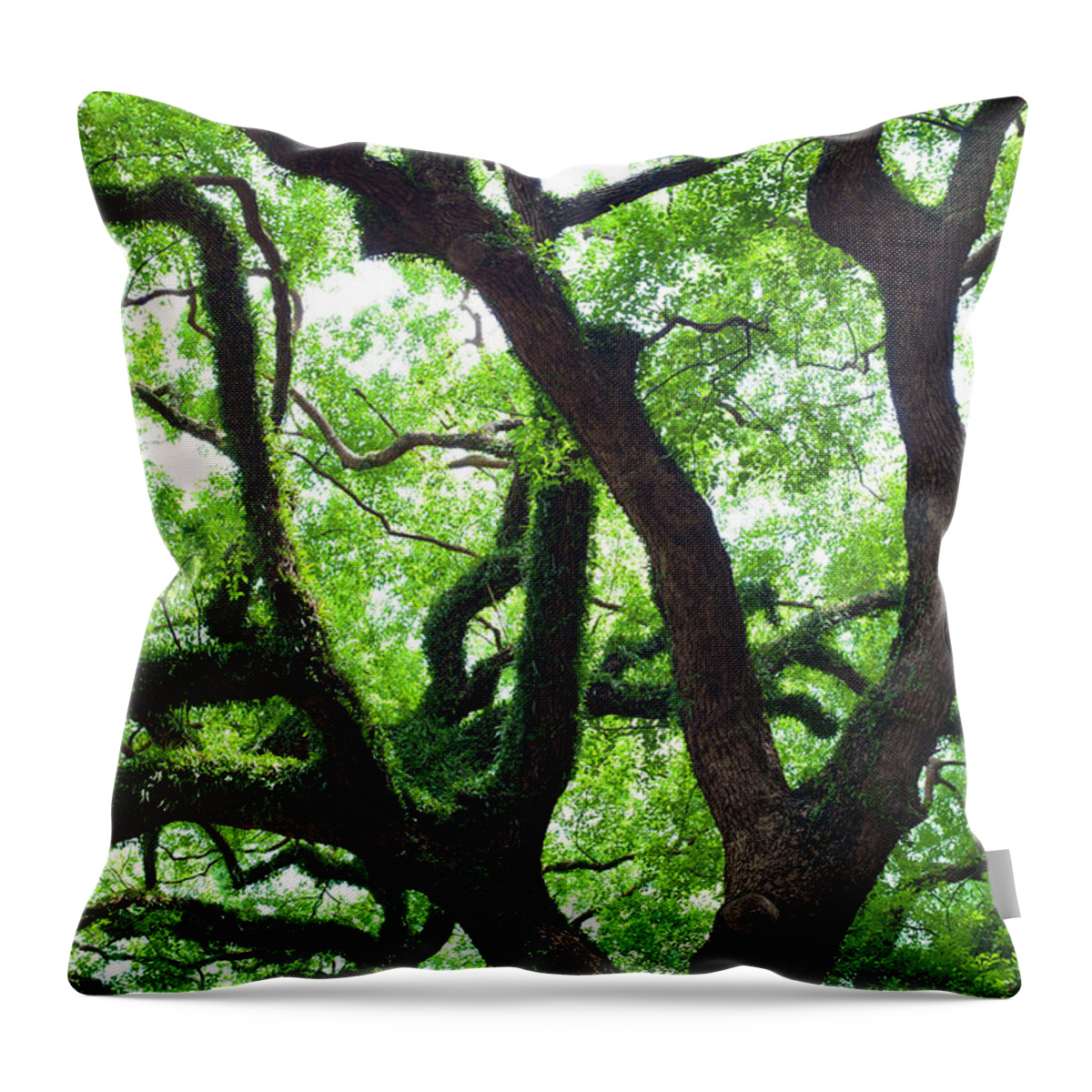 Environmental Conservation Throw Pillow featuring the photograph Dragon Tree Hongkong by 4x-image