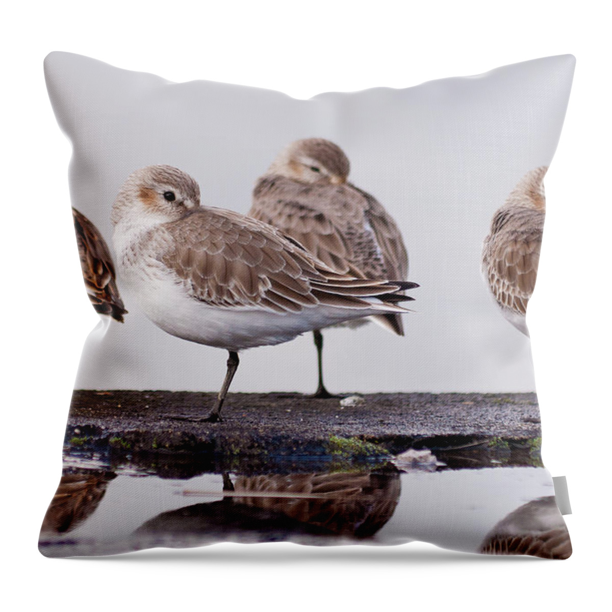 Dunlin Throw Pillow featuring the photograph Dunlins by Hiroyuki Uchiyama