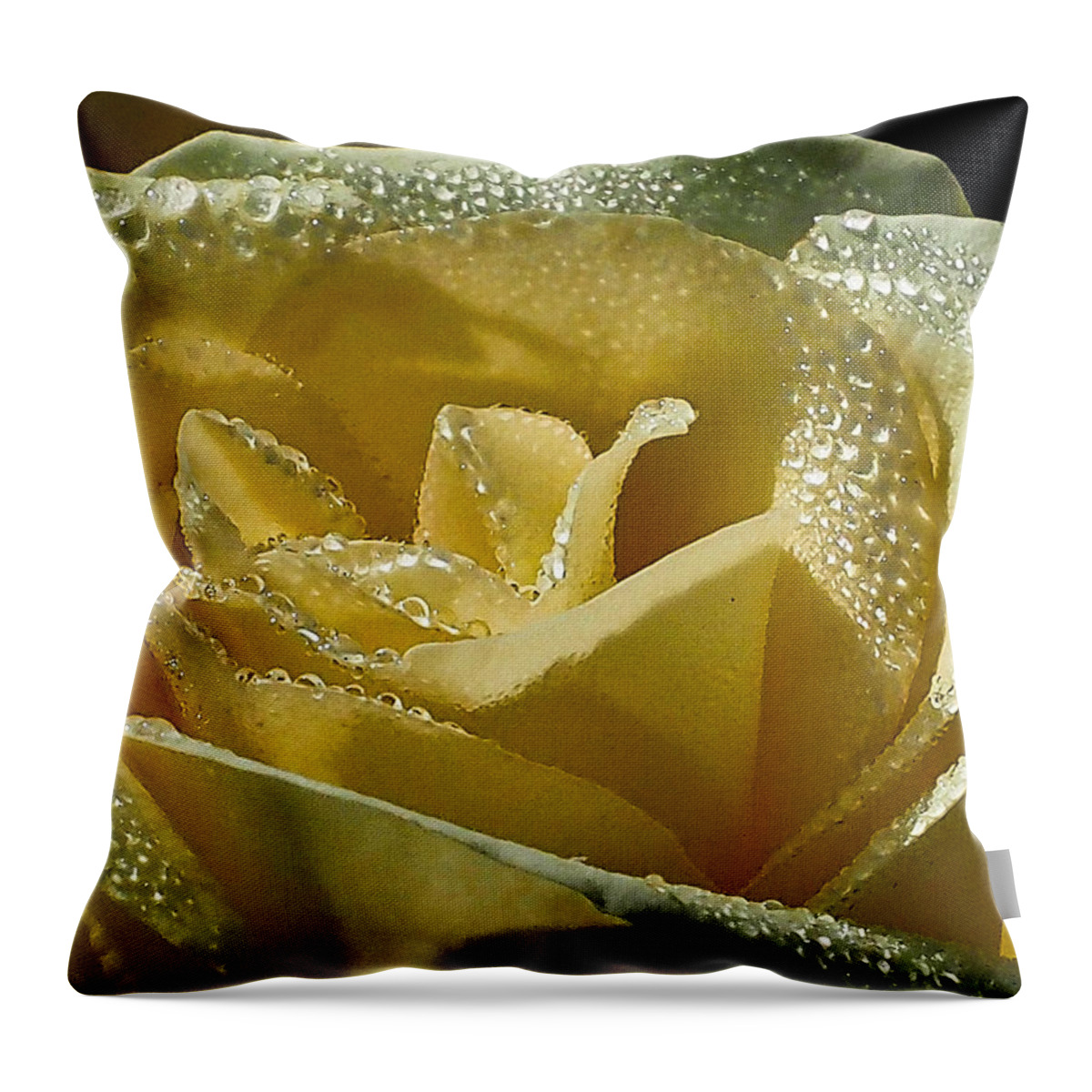 Rose Throw Pillow featuring the photograph Early Morning Dew by Jerry Connally
