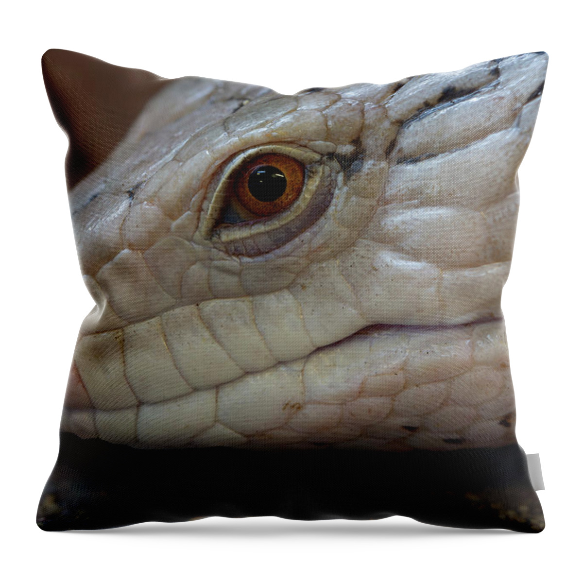 Skink Throw Pillow featuring the photograph Eastern Blue Tongued Skink by Steev Stamford