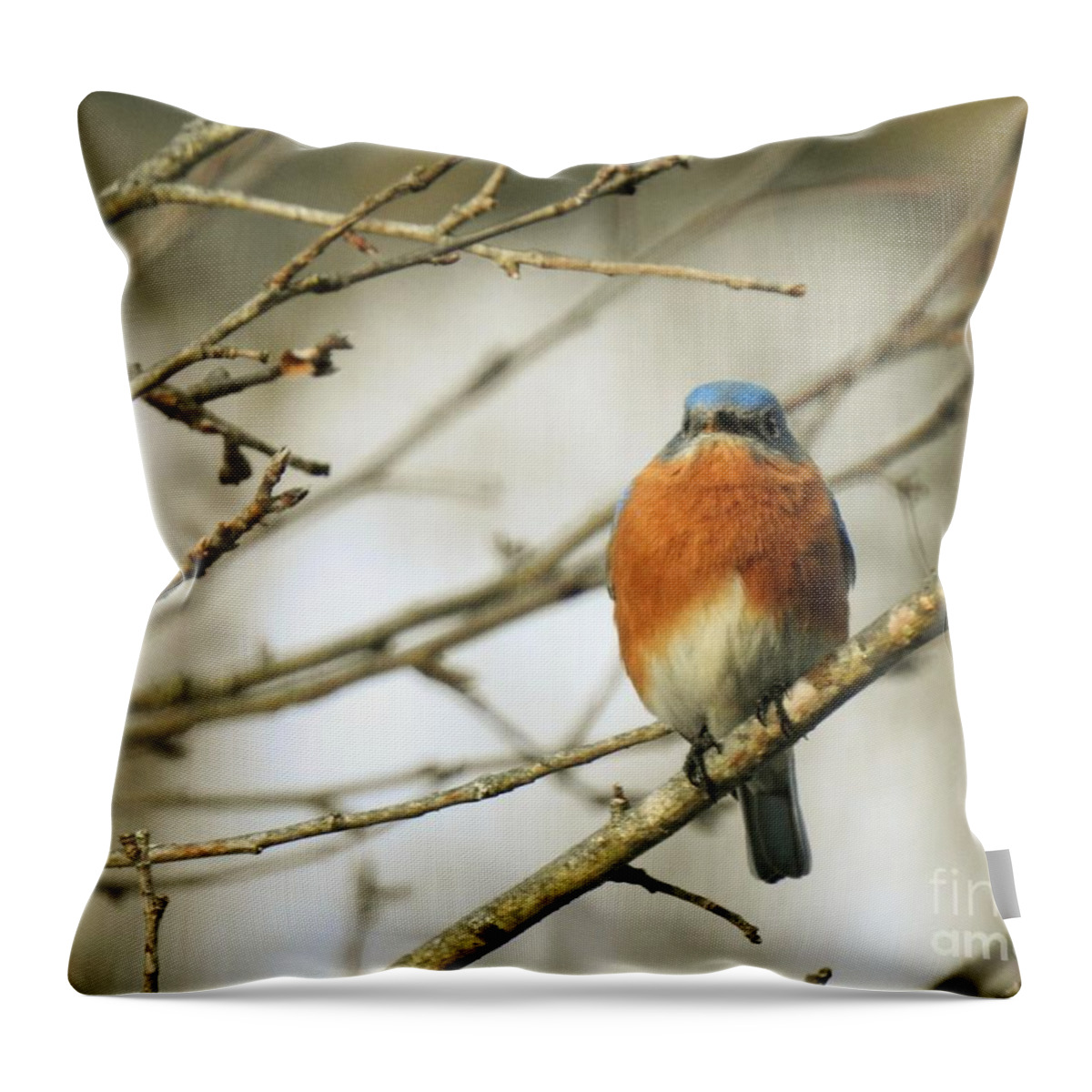 Eastern Bluebird Throw Pillow featuring the photograph Eastern Bluebird At Rest by Eunice Miller