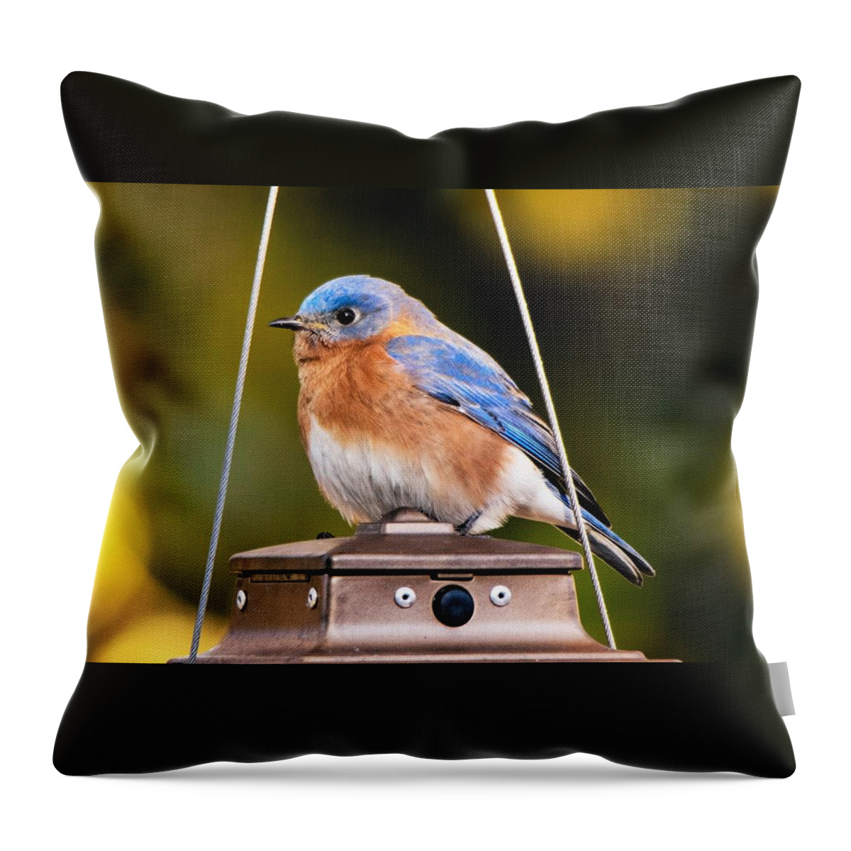 Eastern Bluebird Throw Pillow featuring the photograph Eastern Bluebird in Autumn by Mary Ann Artz
