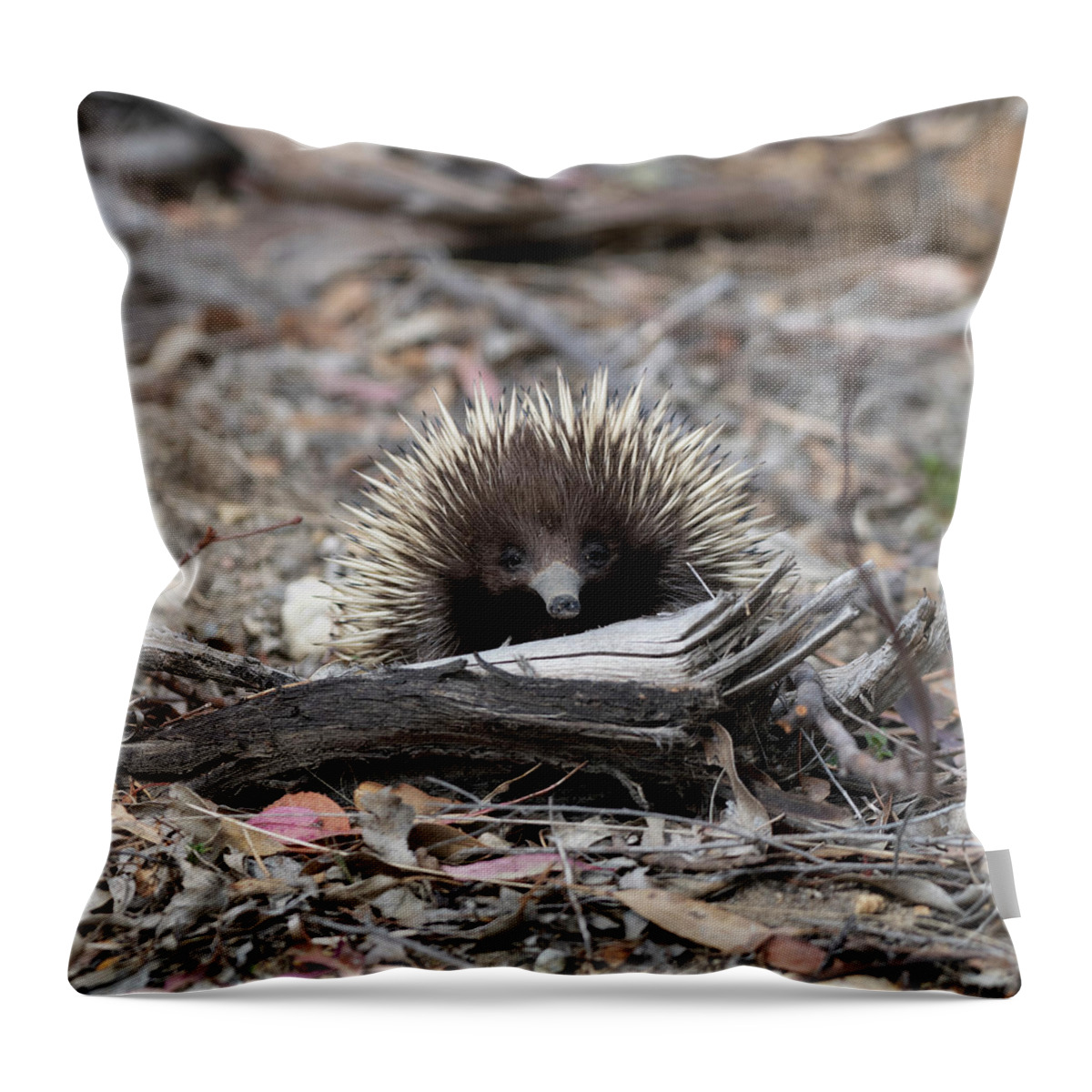 Echidna Throw Pillow featuring the photograph Echidna by Patrick Nowotny