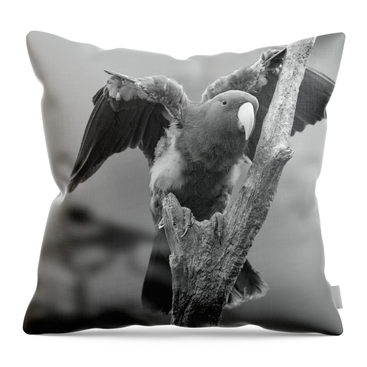 Disk1215 Throw Pillow featuring the photograph Eclectus Parrot Singapore by Tim Fitzharris
