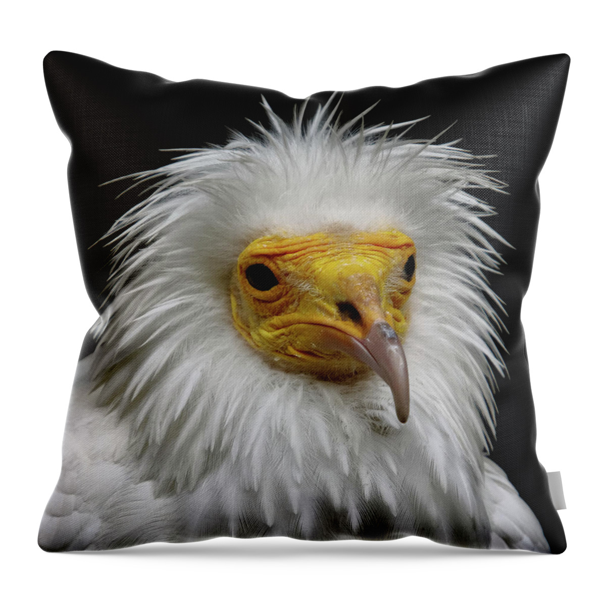 Animal Themes Throw Pillow featuring the photograph Egyptian Vulture by Jan Vogel