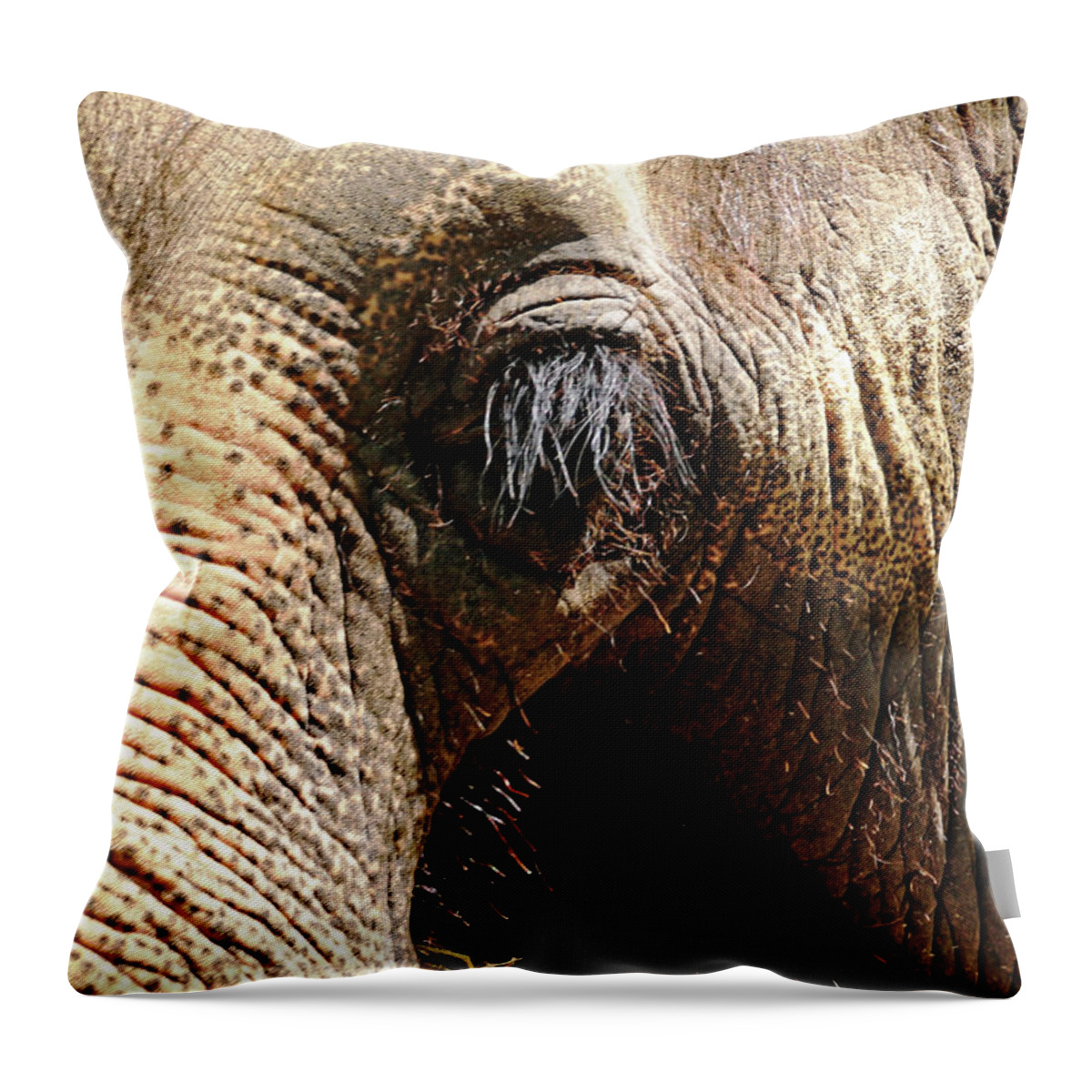 Elephant Throw Pillow featuring the photograph Elephant Eye by Debbie Oppermann