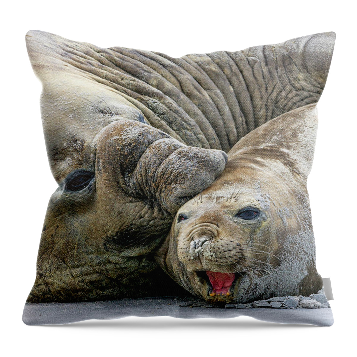 Heike Odermatt Throw Pillow featuring the photograph Elephant Seals Mating by Heike Odermatt