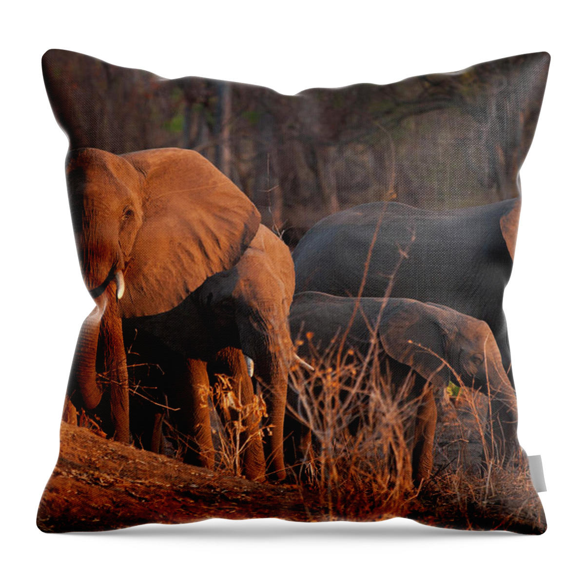Estock Throw Pillow featuring the digital art Elephants, Niassa Reserve, Mozambique by Kristel Richard
