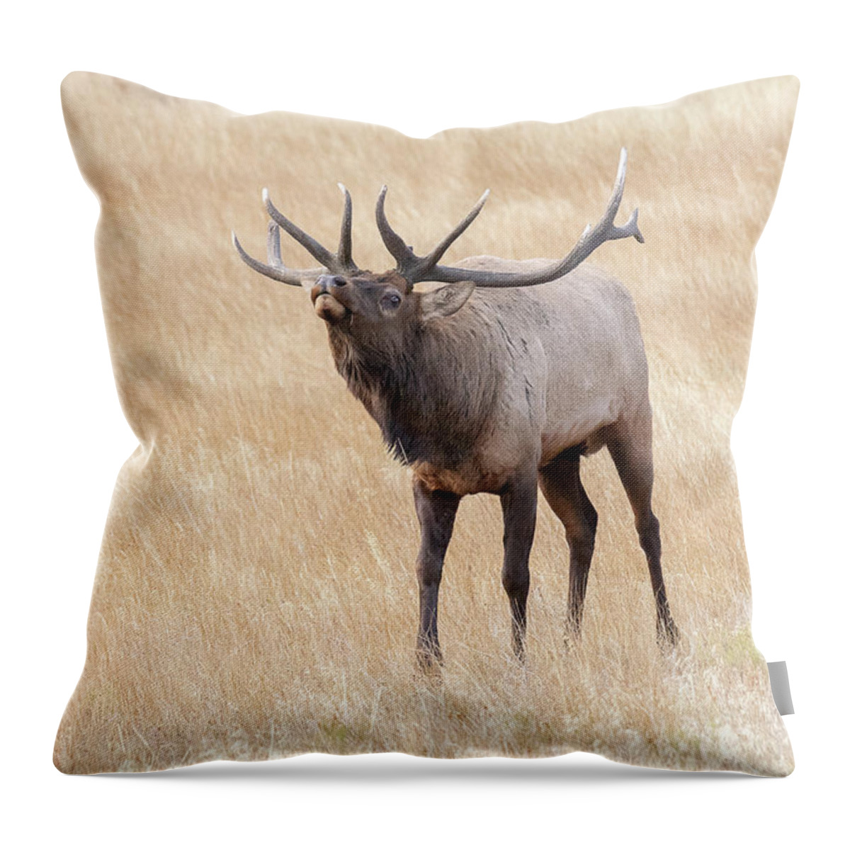 Elk Throw Pillow featuring the photograph Elk Bull Sniffs the Air by Tony Hake