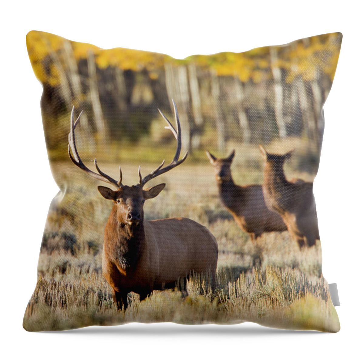 Vertebrate Throw Pillow featuring the photograph Elk Bull With Cows by Kencanning