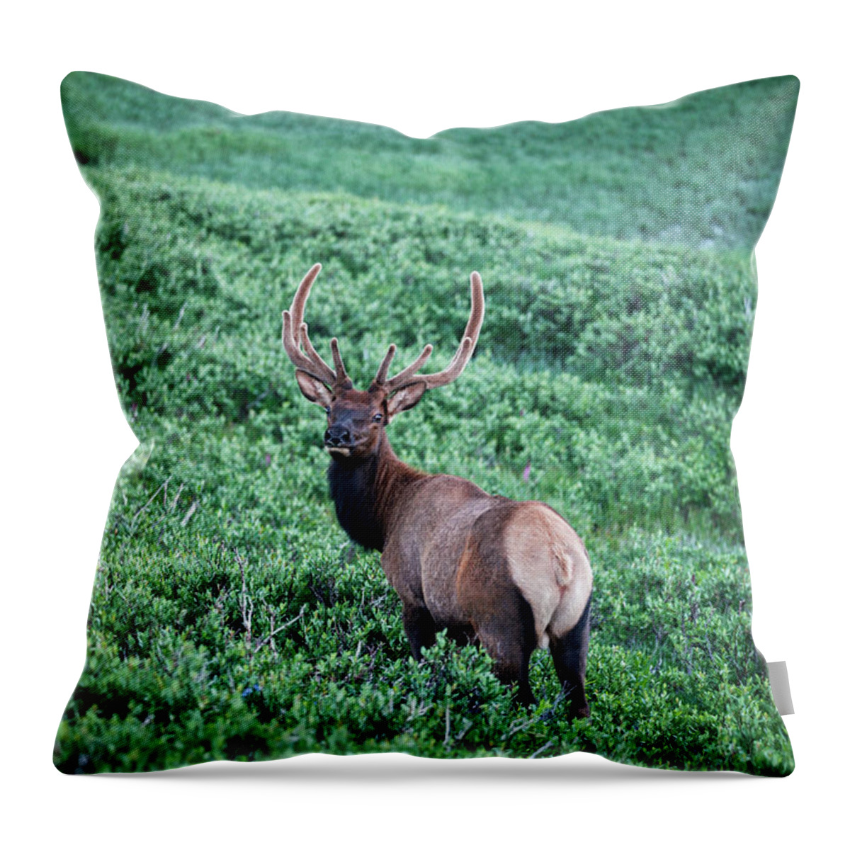 Scenics Throw Pillow featuring the photograph Elk In A Meadow, Rocky Mountain by Jerry Whaley