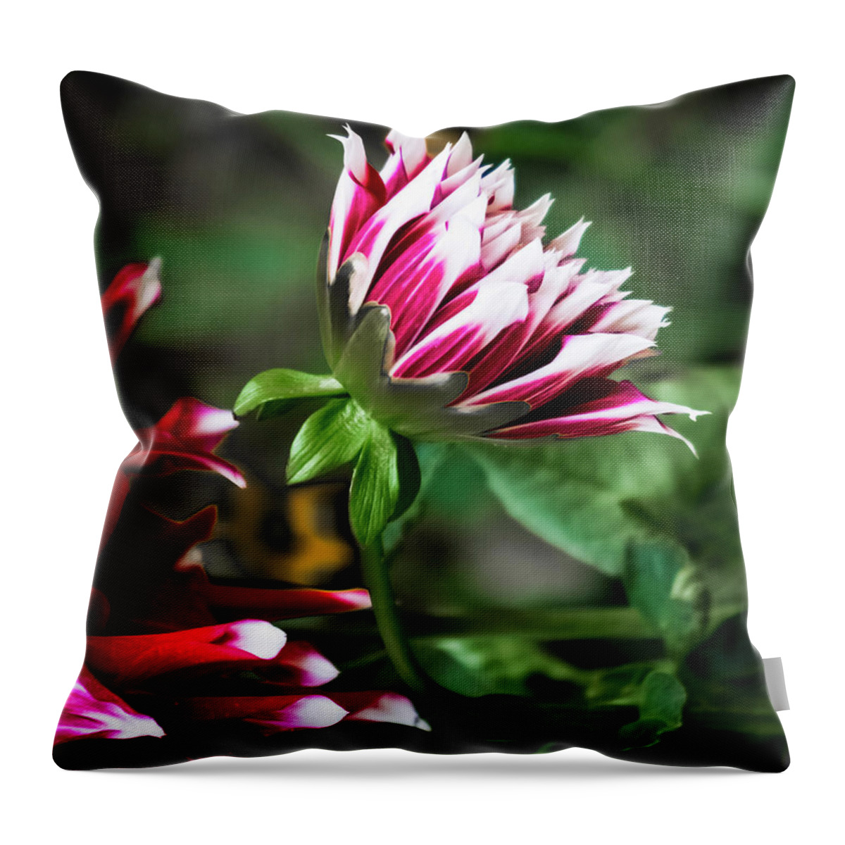 Outdoors Throw Pillow featuring the photograph Emerging dahlia by Silvia Marcoschamer
