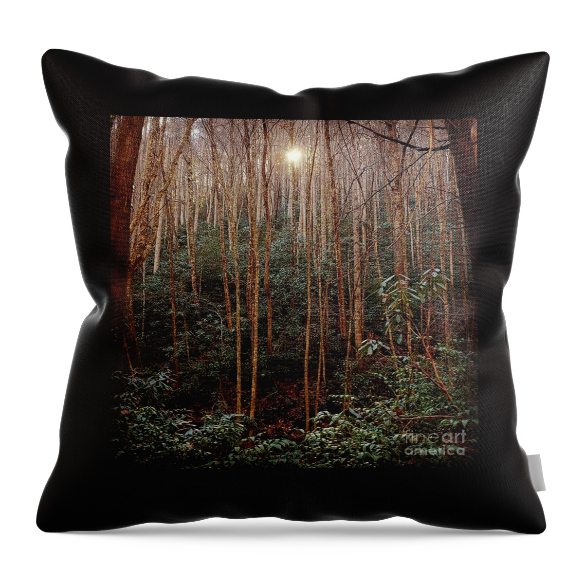 Forest Throw Pillow featuring the photograph Enchanted Forest by Anita Adams