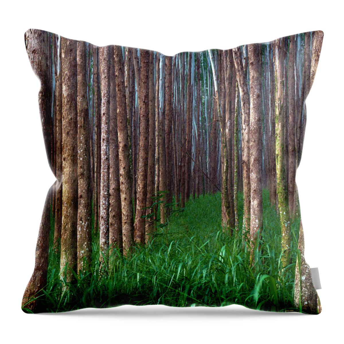Hawaii Throw Pillow featuring the photograph Eucalyptus Forest Pathway by Christopher Johnson