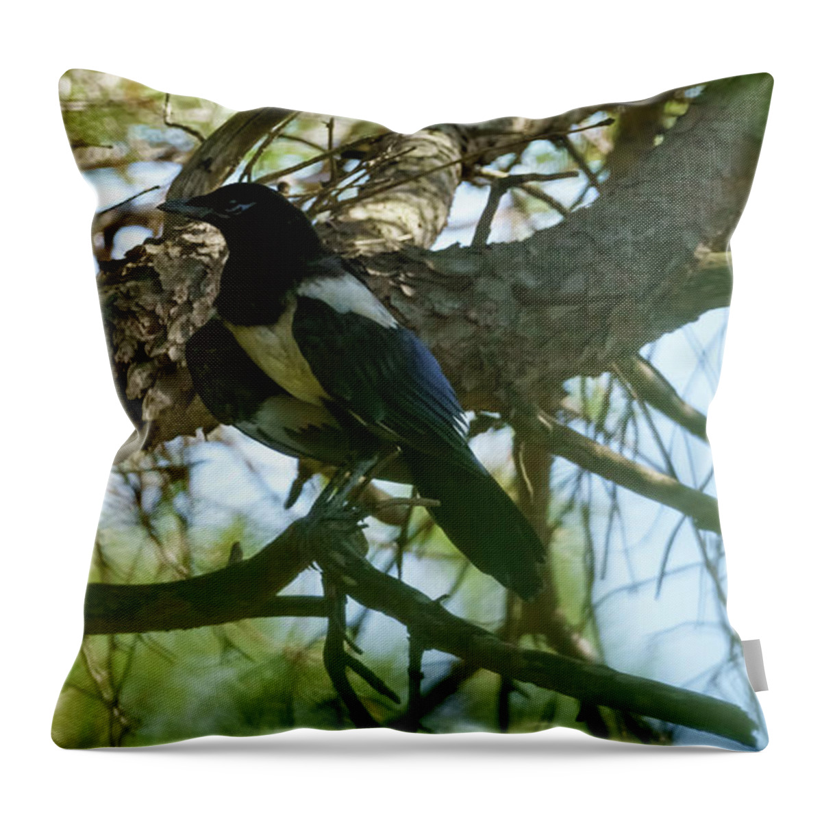 Wildlife Throw Pillow featuring the photograph Eurasian Magpie birds of the Corvidae Crow Family by Pablo Avanzini