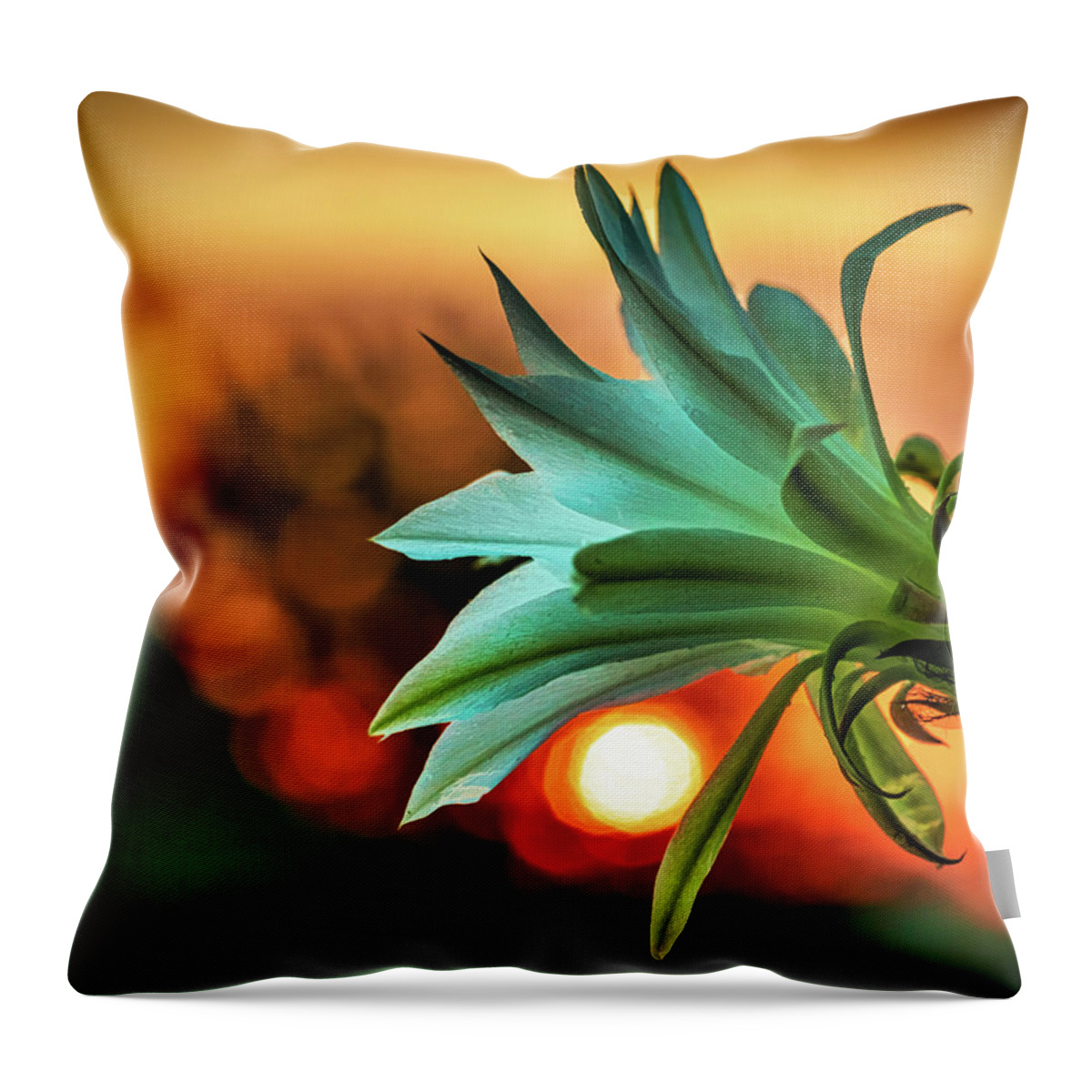 Backlit Throw Pillow featuring the photograph Even those that bloom in darkness can find the light by Robert FERD Frank