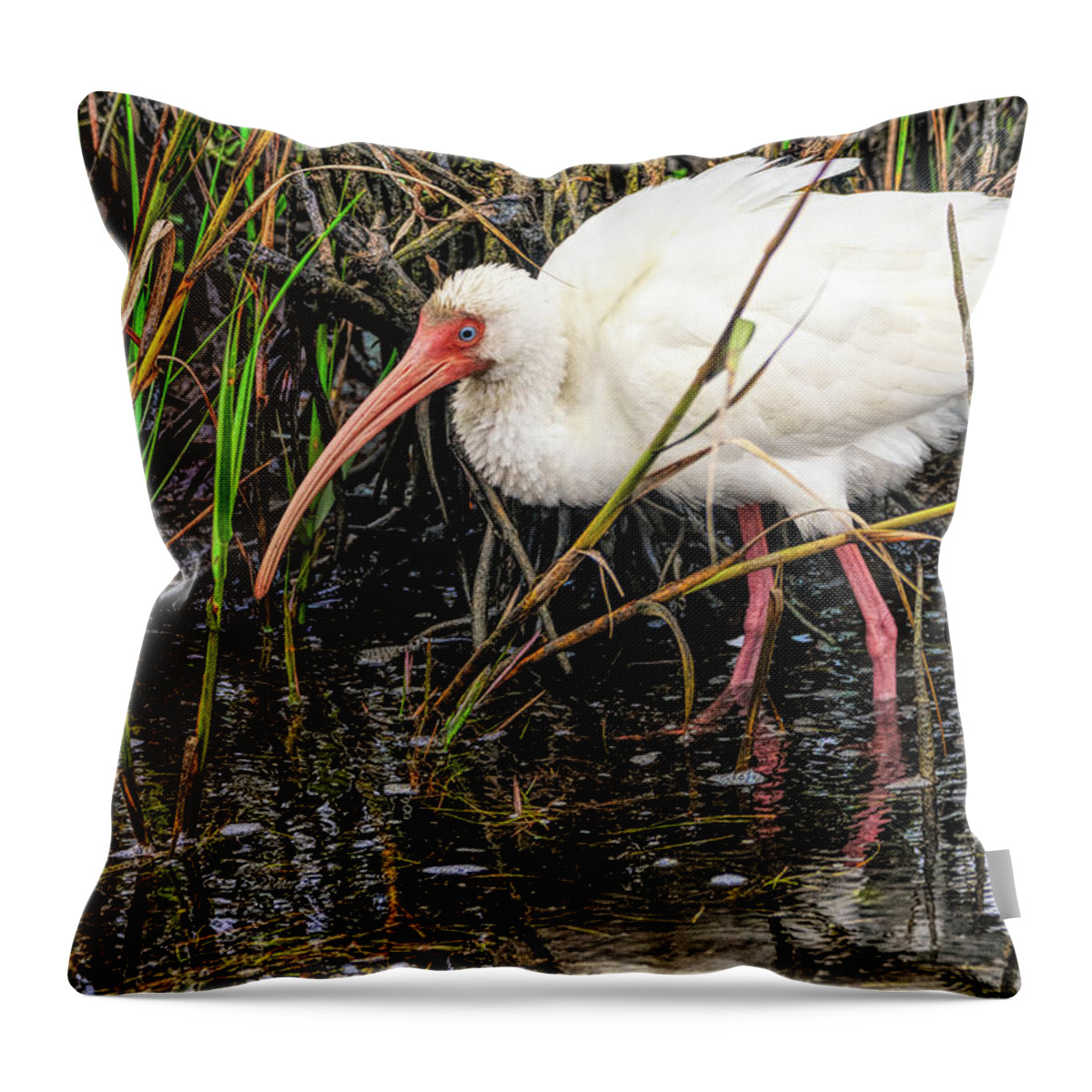 Excited White Ibis Throw Pillow featuring the photograph Excited White Ibis by Debra Martz