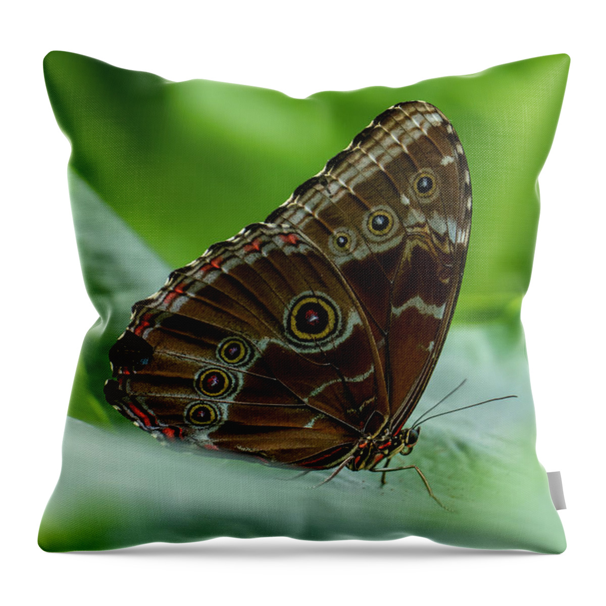 Common Buckeye Throw Pillow featuring the photograph Eye of the Beholder by Arthur Oleary