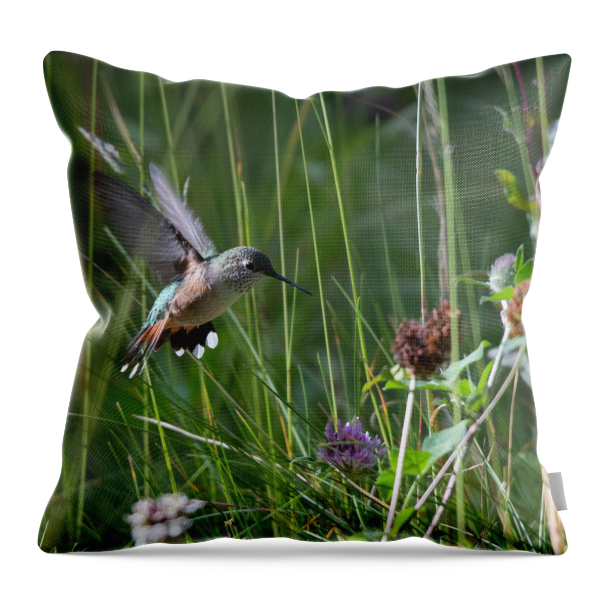 Rufous Throw Pillow featuring the photograph Eye on the Prize by Patrick Nowotny