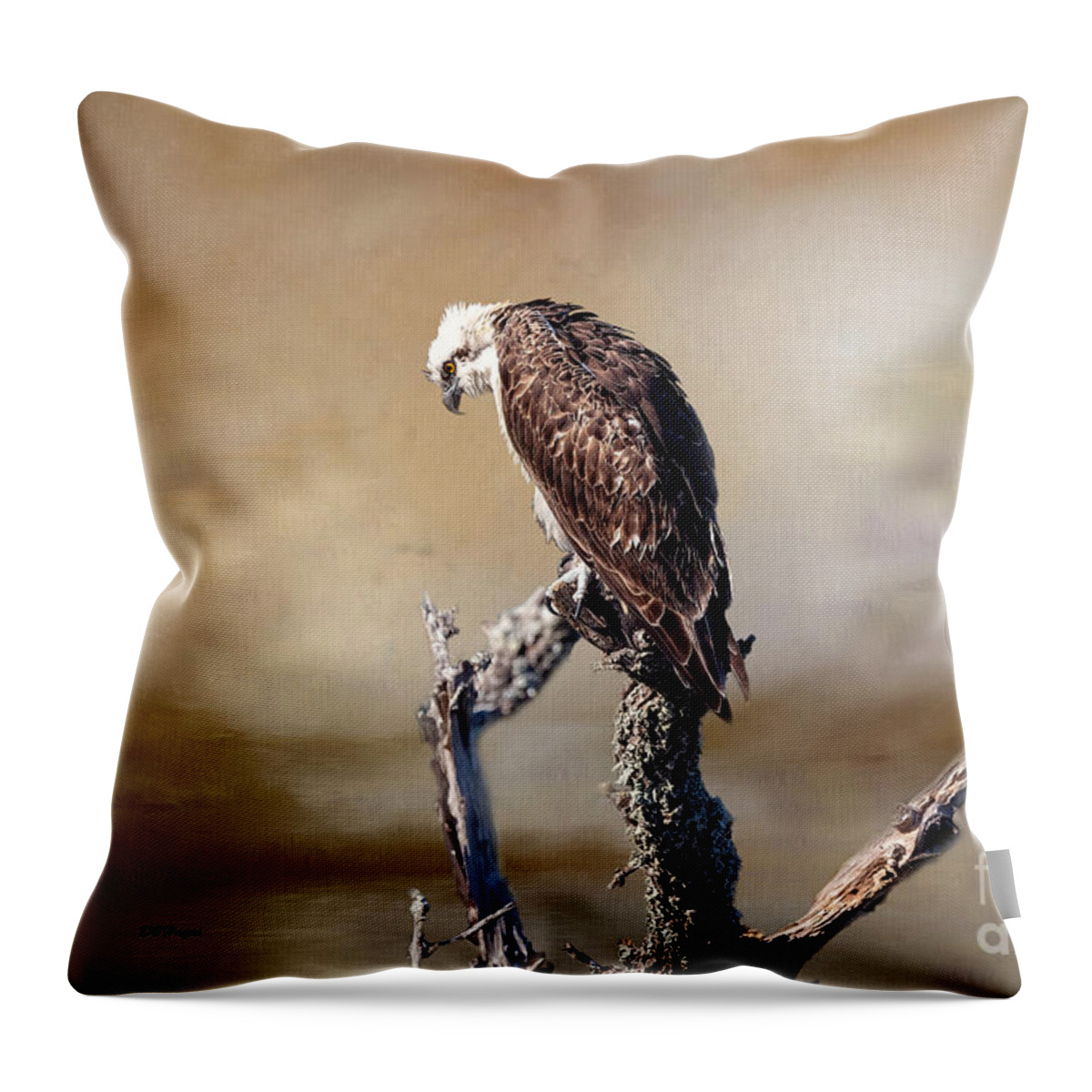 Ospreys Throw Pillow featuring the mixed media EYE See You by DB Hayes
