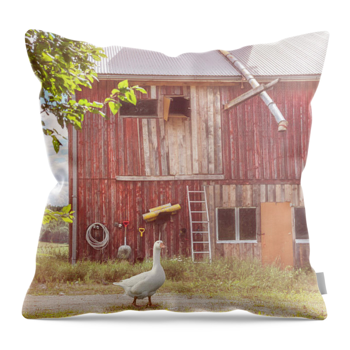 Barns Throw Pillow featuring the photograph Farmgoose Soft Colors by Debra and Dave Vanderlaan