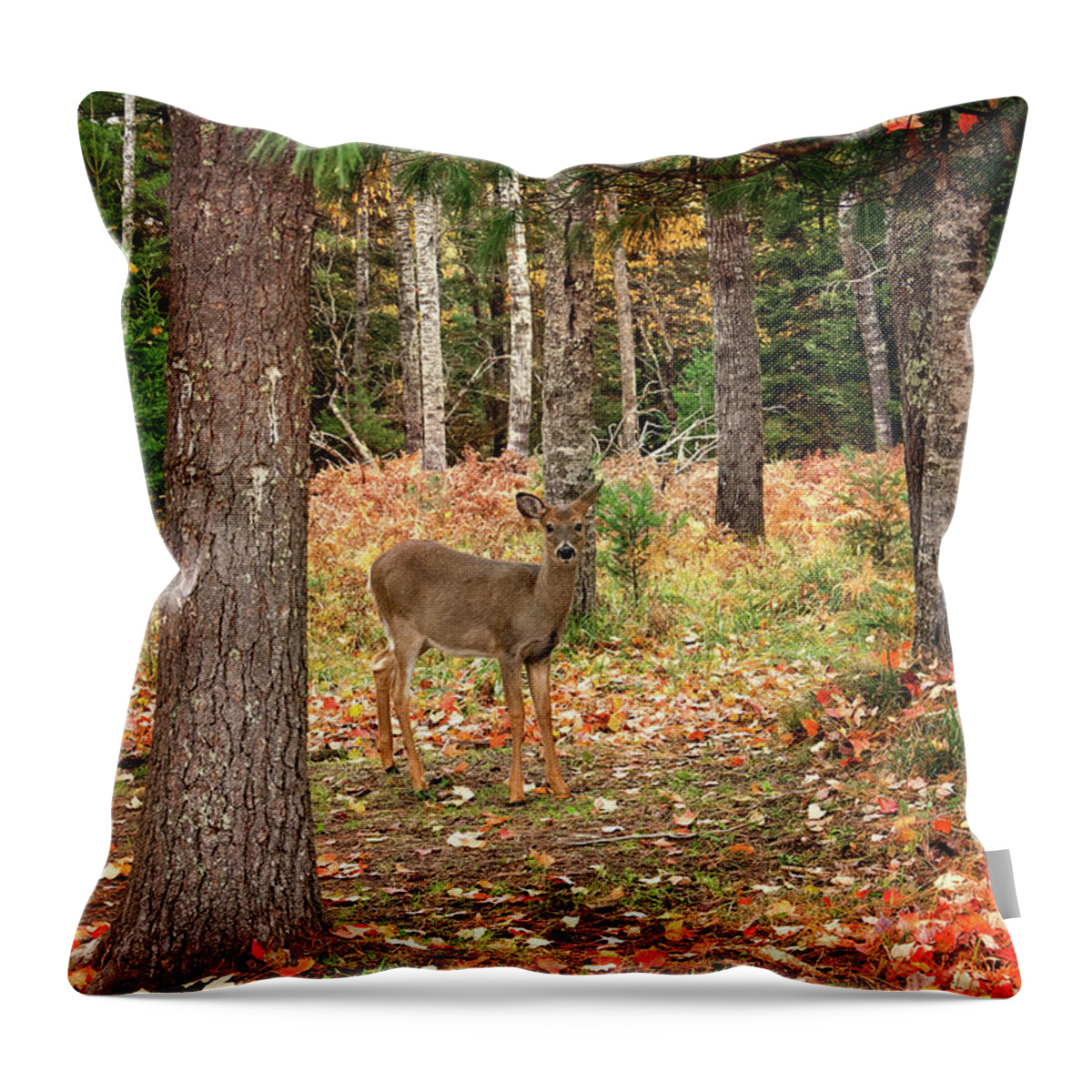Fawn In The Fall Print Throw Pillow featuring the photograph Fawn in the Fall Print by Gwen Gibson