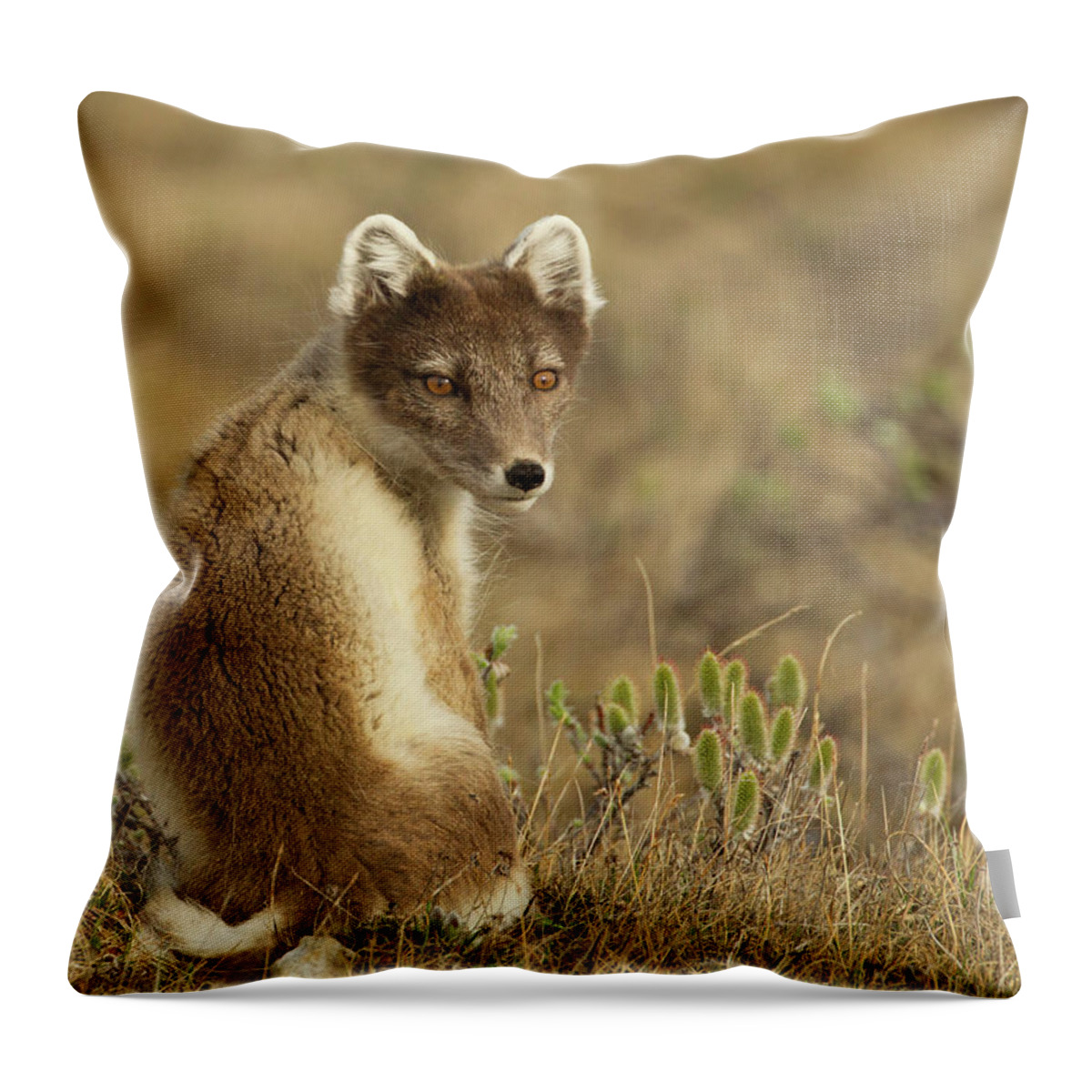 Grass Throw Pillow featuring the photograph Female Arctic Fox by Image By David G Hemmings