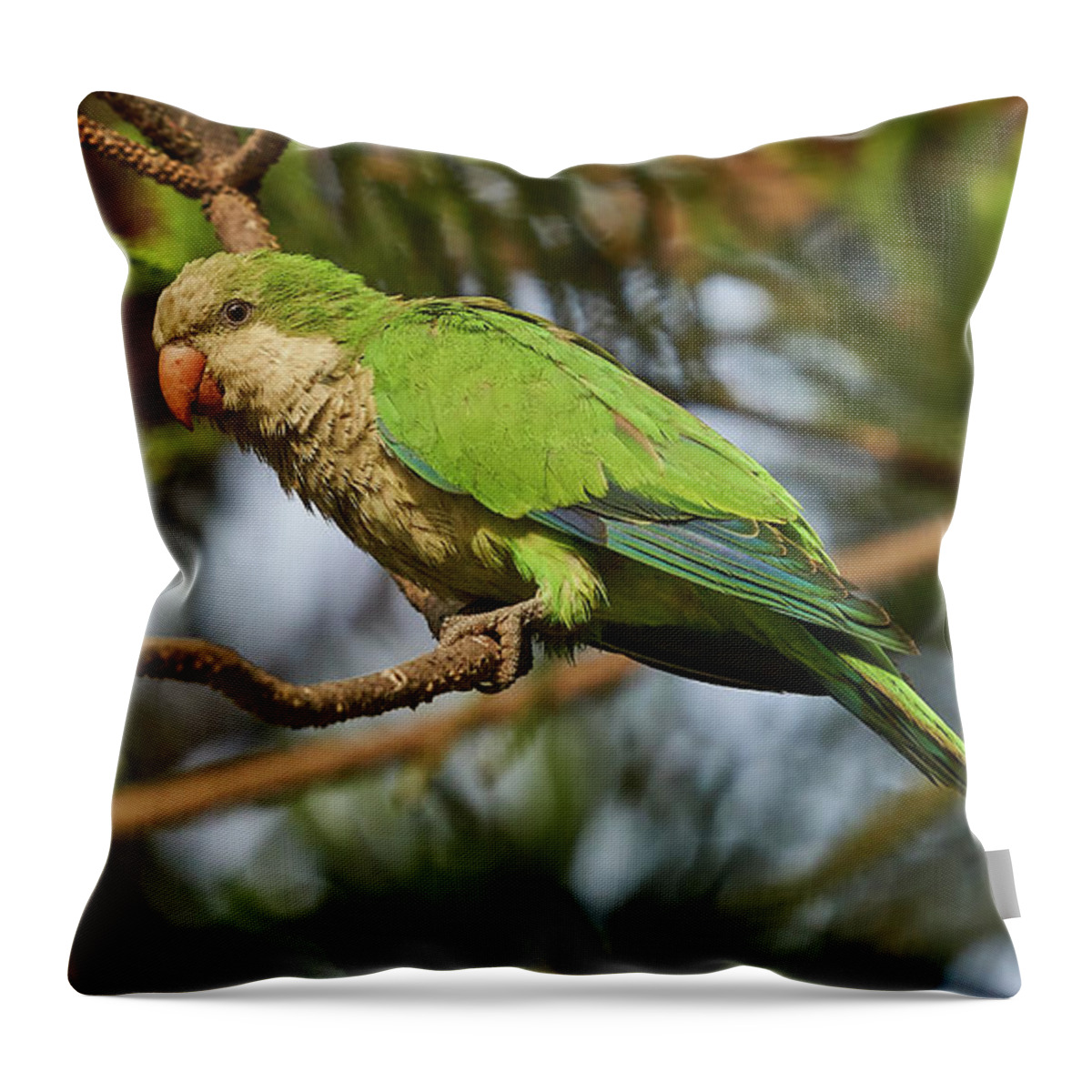 Branch Throw Pillow featuring the photograph Female Monk Parakeet Perches on a Tree by Pablo Avanzini