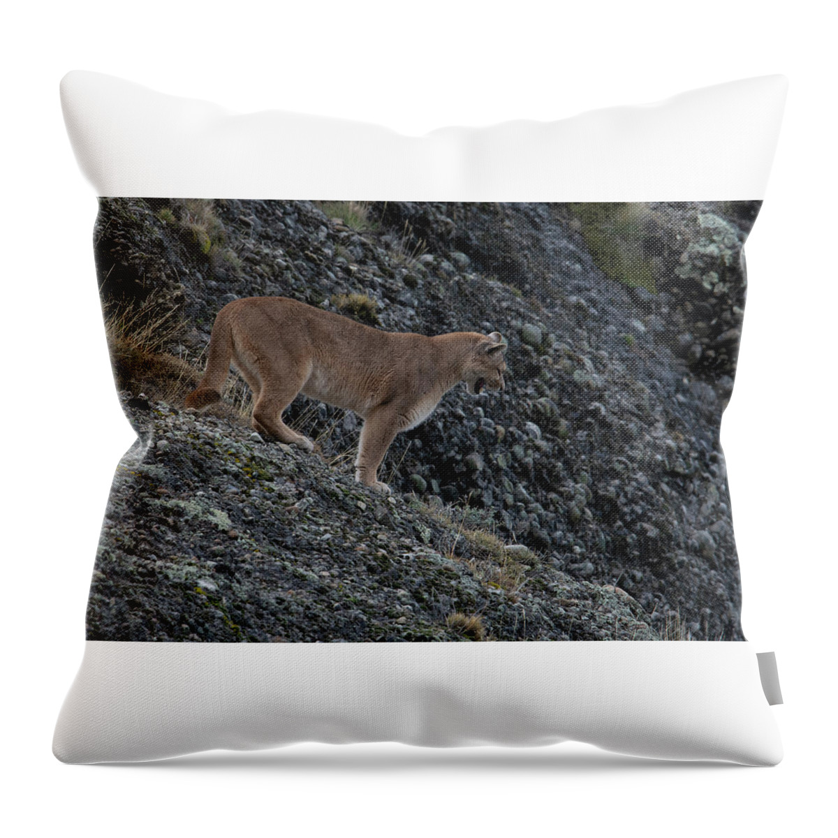 Female Throw Pillow featuring the photograph Female Puma by Patrick Nowotny