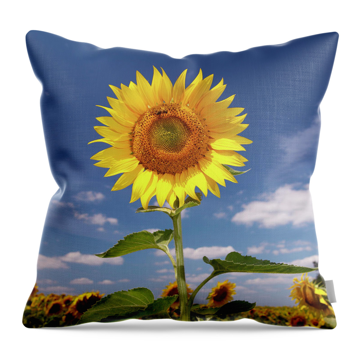 Petal Throw Pillow featuring the photograph Field Of Sunflowers by Sandsun