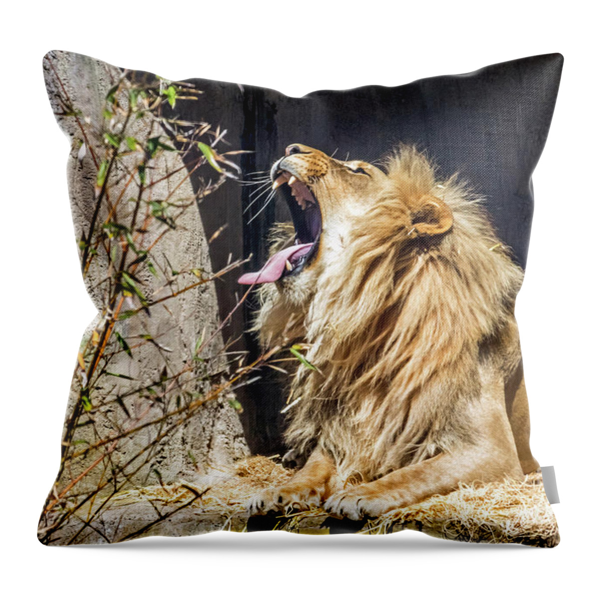 Lion Throw Pillow featuring the photograph Fierce Yawn by Kate Brown