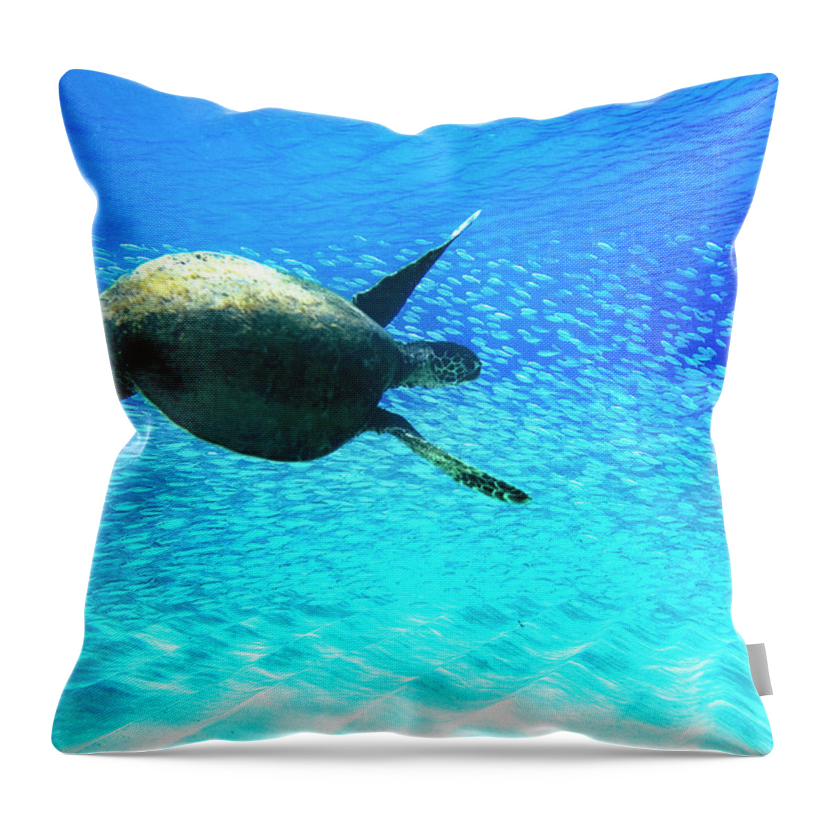 Sea Throw Pillow featuring the photograph Fish Swoop by Sean Davey
