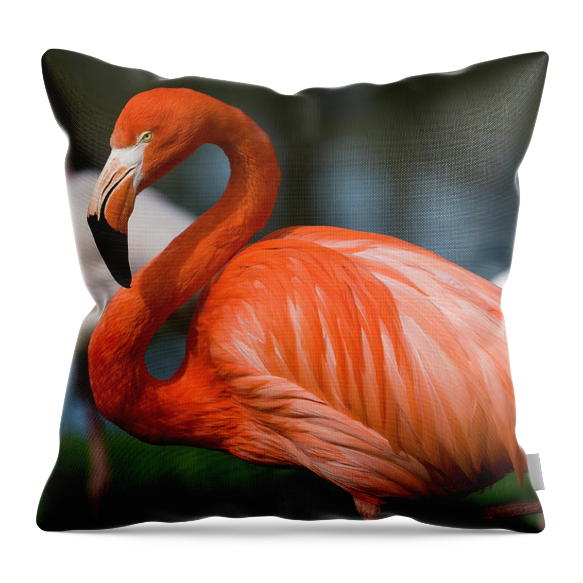 Orange Color Throw Pillow featuring the photograph Flamingo by Gosiek-b