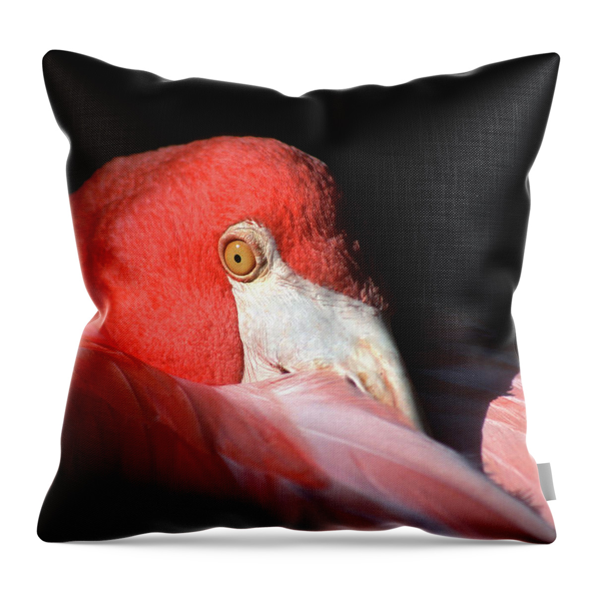 Black Background Throw Pillow featuring the photograph Flamingo by Manuelvelasco