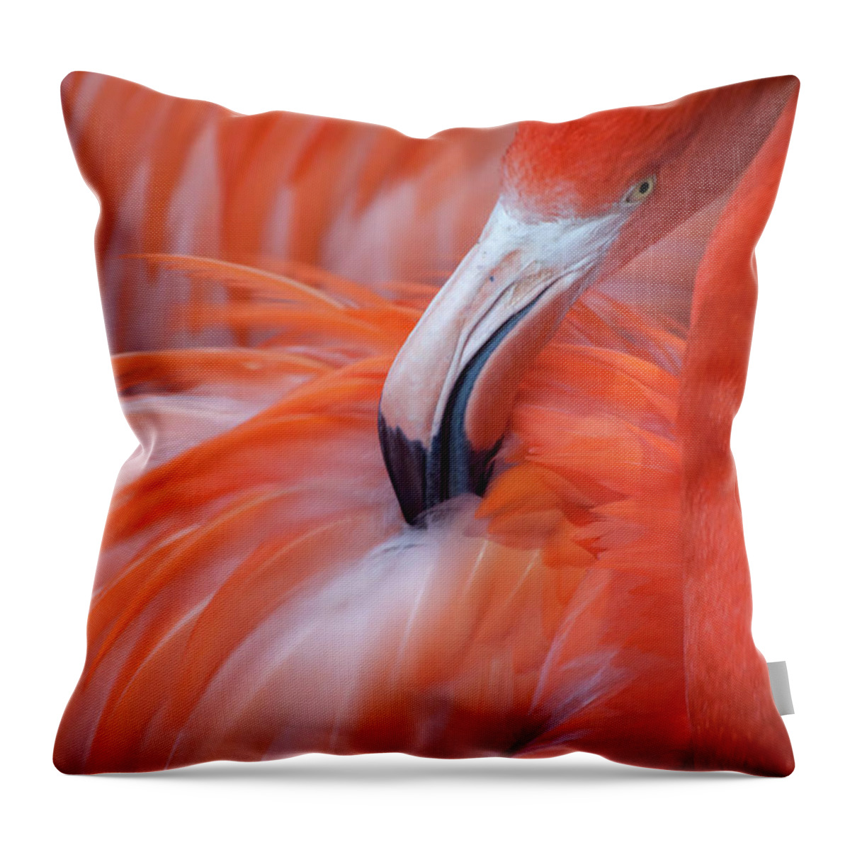 Animal Themes Throw Pillow featuring the photograph Flamingo by Phil Corley  Goldenorfephotography