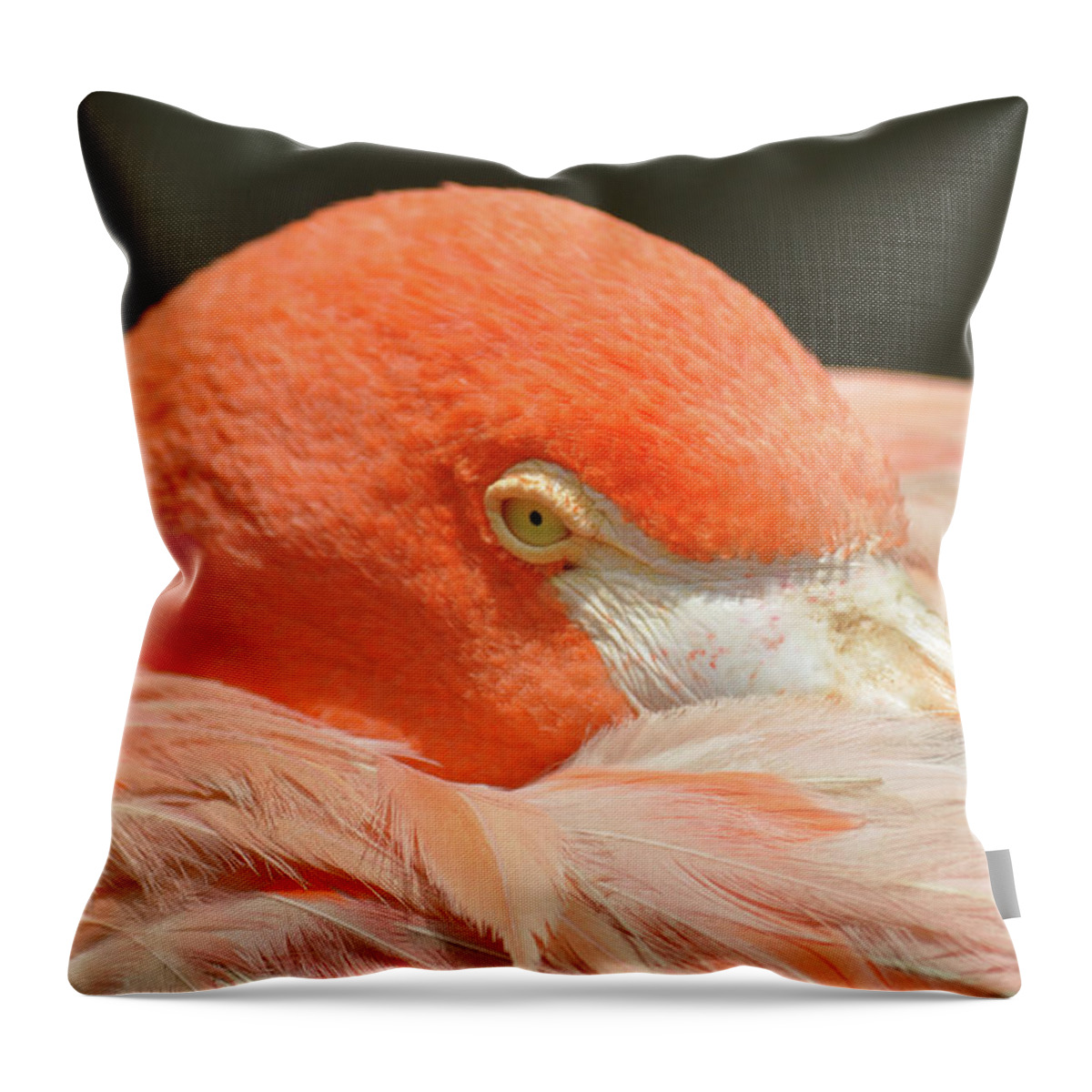 Animal Themes Throw Pillow featuring the photograph Flamingo Resting by By Eugenio Carrer São Paulo Brazil