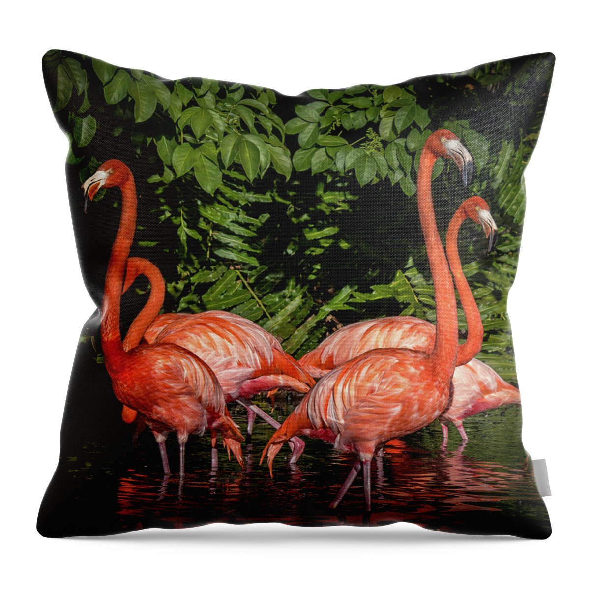 Black Background Throw Pillow featuring the photograph Flamingo Tropical Paradise 2 by Liesl Walsh