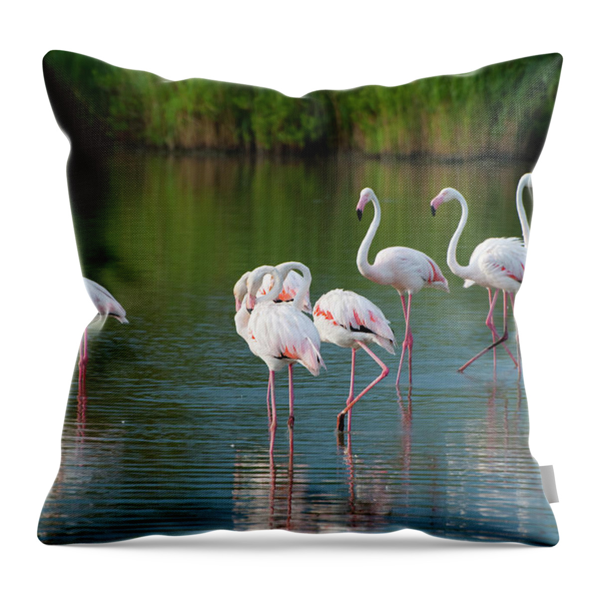 Scenics Throw Pillow featuring the photograph Flamingos by Mmac72