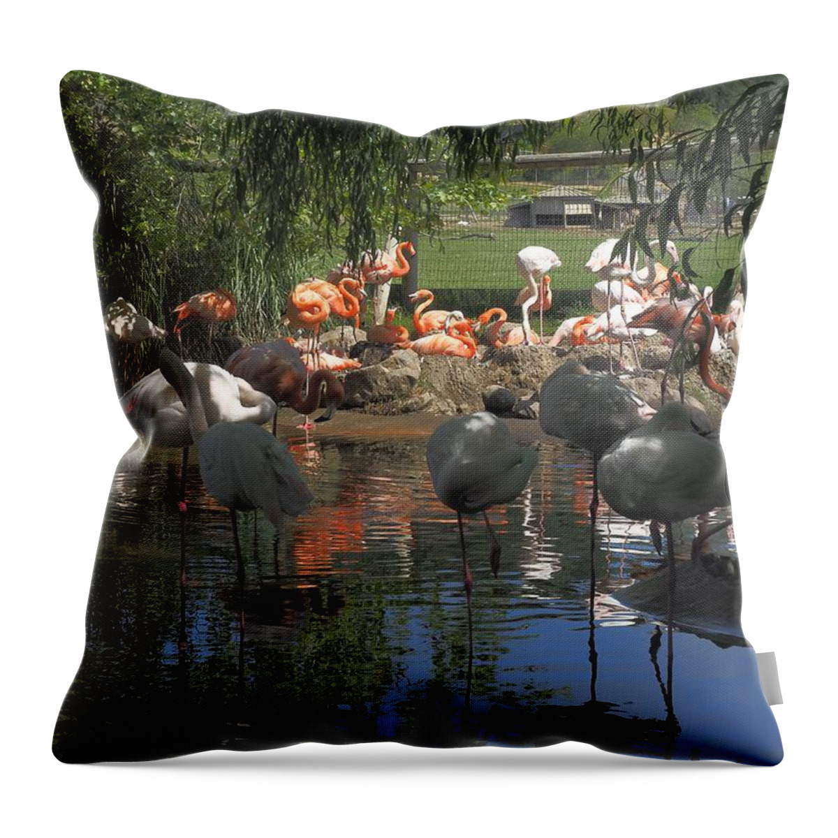 Wildlife Throw Pillow featuring the photograph Flamingos on the Pond by Richard Thomas