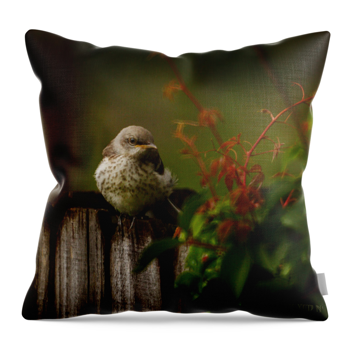Bird Throw Pillow featuring the photograph Fledgling by Brenda Wilcox aka Wildeyed n Wicked