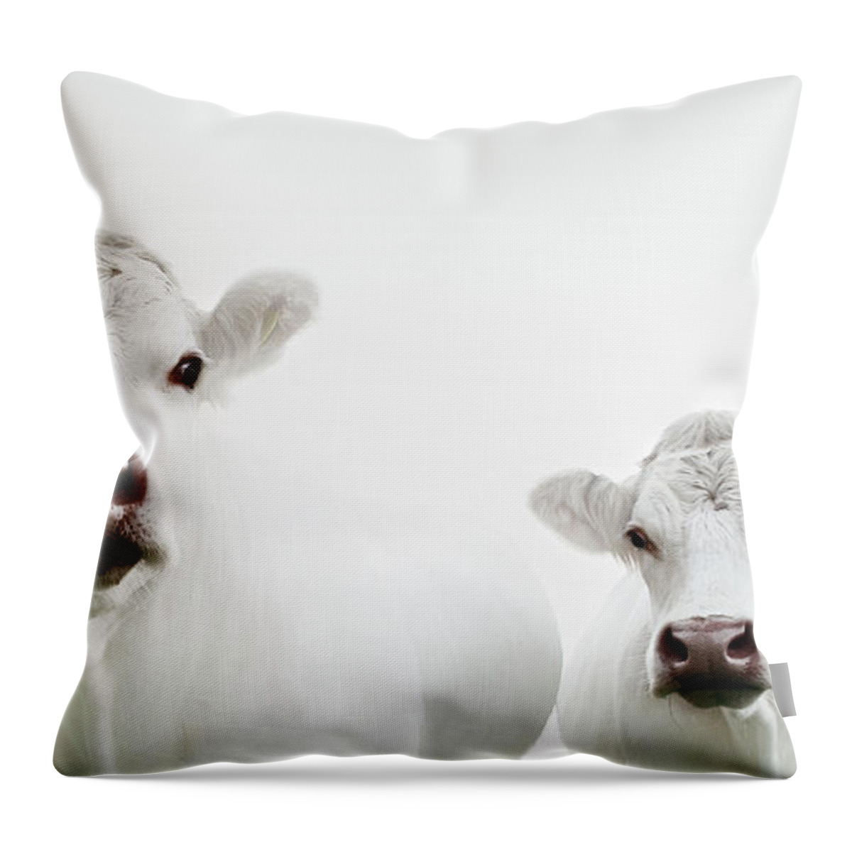 White Background Throw Pillow featuring the photograph Flock Of Cows by Jojo1 Photography