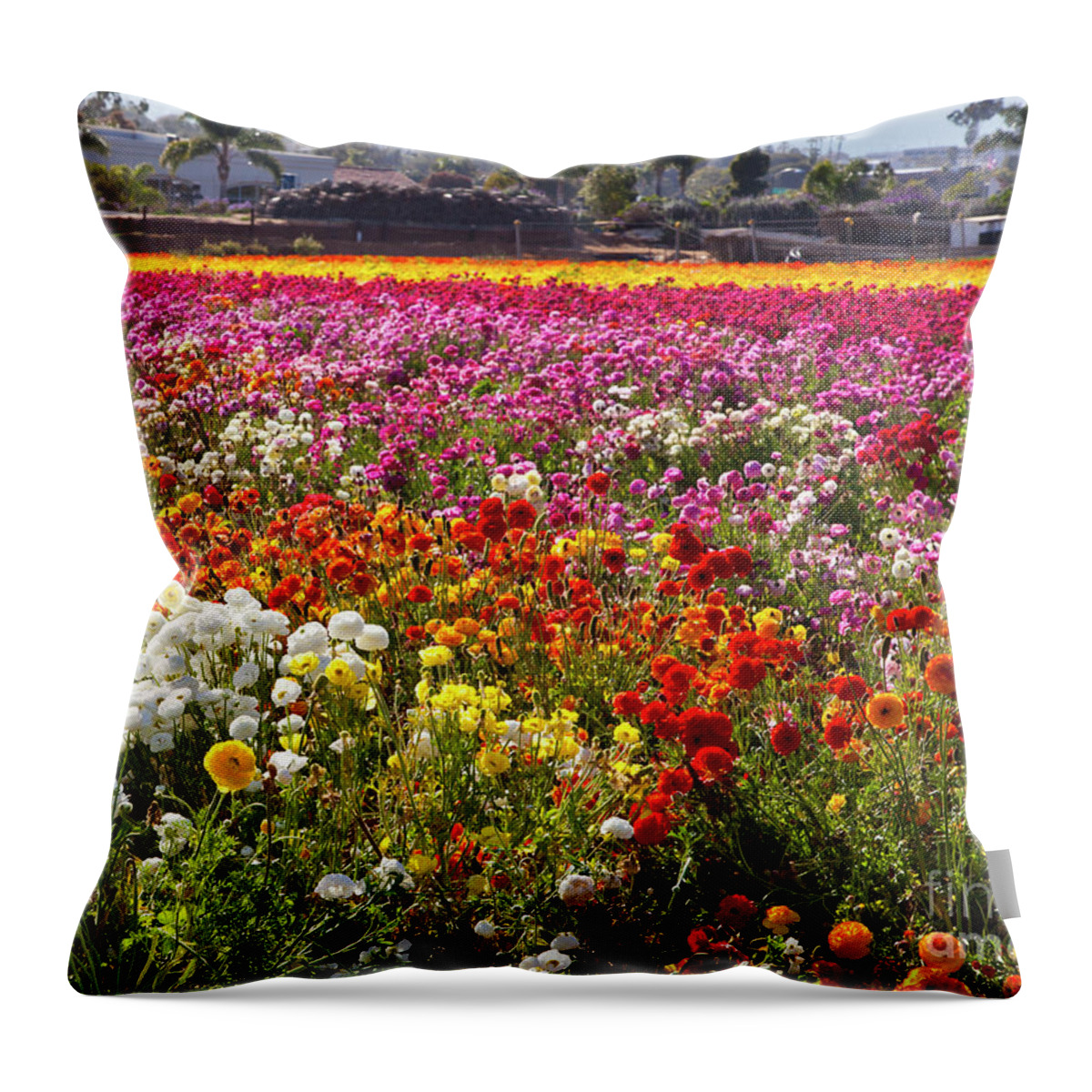 Ranunculus In Bloom Throw Pillow featuring the photograph Rainbow of Colors by Catherine Walters